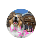 SHION's life.（個別スタンプ：4）