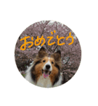 SHION's life.（個別スタンプ：9）