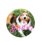 SHION's life.（個別スタンプ：12）