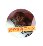 Mi-cat＆dog（個別スタンプ：6）