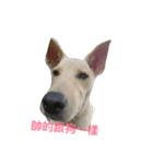 ooxxdog（個別スタンプ：1）