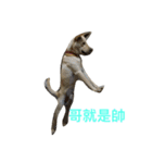 ooxxdog（個別スタンプ：2）