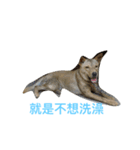 ooxxdog（個別スタンプ：3）