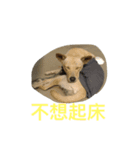 ooxxdog（個別スタンプ：4）