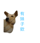 ooxxdog（個別スタンプ：5）