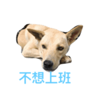 ooxxdog（個別スタンプ：6）