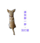 ooxxdog（個別スタンプ：7）
