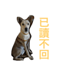 ooxxdog（個別スタンプ：8）