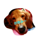 うちの愛犬ラム（個別スタンプ：1）