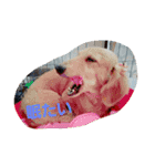 うちの愛犬ラム（個別スタンプ：3）