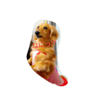 うちの愛犬ラム（個別スタンプ：5）