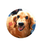 うちの愛犬ラム（個別スタンプ：7）