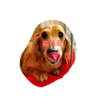 うちの愛犬ラム（個別スタンプ：11）