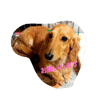 うちの愛犬ラム（個別スタンプ：12）