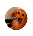 うちの愛犬ラム（個別スタンプ：14）