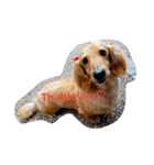 うちの愛犬ラム（個別スタンプ：15）