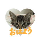 ごまの毎日（個別スタンプ：8）