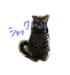 ごまの毎日（個別スタンプ：13）