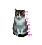 こなっぽん（個別スタンプ：1）