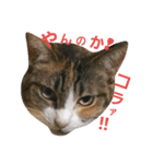 こなっぽん（個別スタンプ：7）