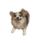 CrazyChiwaea（個別スタンプ：1）