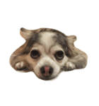 CrazyChiwaea（個別スタンプ：2）