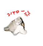 愛しのりゅう（個別スタンプ：7）