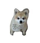 愛しのりゅう（個別スタンプ：8）