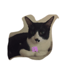 kitty hi（個別スタンプ：1）