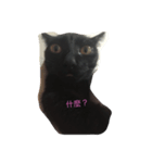 kitty hi（個別スタンプ：4）