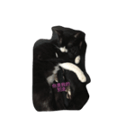 kitty hi（個別スタンプ：5）