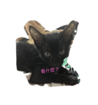 kitty hi（個別スタンプ：7）