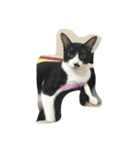 kitty hi（個別スタンプ：8）