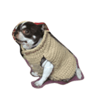 Amigo dog（個別スタンプ：1）