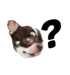 Amigo dog（個別スタンプ：2）