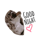 Amigo dog（個別スタンプ：3）