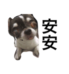 Amigo dog（個別スタンプ：4）