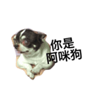 Amigo dog（個別スタンプ：6）