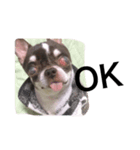 Amigo dog（個別スタンプ：8）