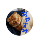 たまちゃん（基礎編）（個別スタンプ：6）