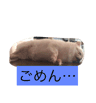 チワワがもしかしたらこう言ってるかも（個別スタンプ：1）