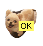 チワワがもしかしたらこう言ってるかも（個別スタンプ：2）