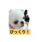 チワワがもしかしたらこう言ってるかも（個別スタンプ：3）