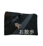 チワワがもしかしたらこう言ってるかも（個別スタンプ：4）