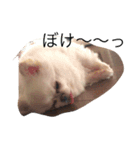 チワワがもしかしたらこう言ってるかも（個別スタンプ：5）