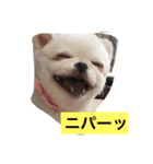 チワワがもしかしたらこう言ってるかも（個別スタンプ：6）