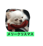 チワワがもしかしたらこう言ってるかも（個別スタンプ：7）