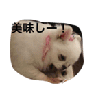 チワワがもしかしたらこう言ってるかも（個別スタンプ：8）