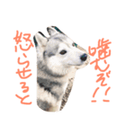 FUJIMOTO'S DOGS（個別スタンプ：1）