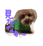 FUJIMOTO'S DOGS（個別スタンプ：2）